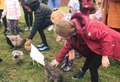 petting-chickens
